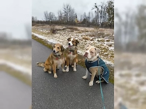 Bei heutiger abholung 850 Wegen Umzug und Arbeit Bully XL Hündin (merle)08.24 geboren(Reinrassig)