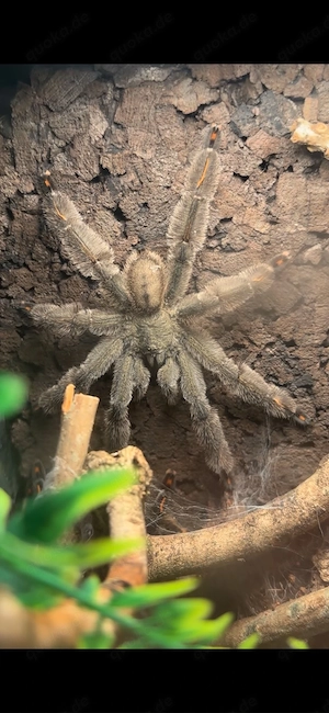 psalmopeus irminia 1.0