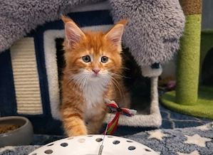 Nur noch eine Maine Coon Dame Red Tabby white o.P.