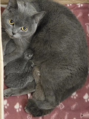 5 süße Bärchen ( Britisch Kurzhaar reinrassig), suchen ein liebevolles zu Hause 