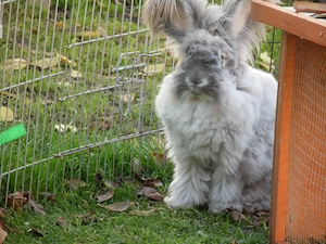 Kastrat Angora-Kaninchen sucht sein für immer Zuhause 
