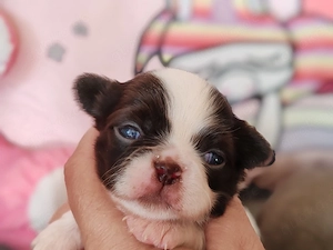 *Chihuahua Welpen mit Ahnentafel Körzucht*