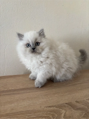 Britsch Langhaar Katze 