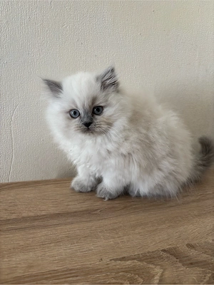 Britsch langhaar Katze 