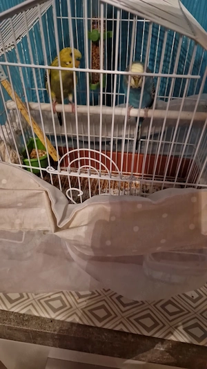 Wellensittich zu verkaufen 