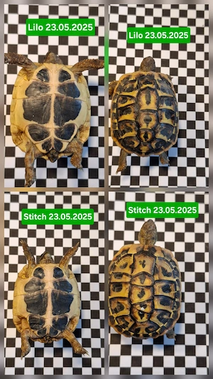 Griechische Landschildkröten THH je 55 