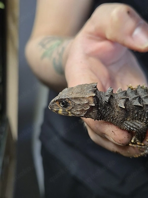 Rotaugen-Buschkrokodil (Tribolonotus gracilis)