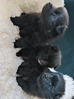 Süße Zwergspitz Pomeranian Welpen