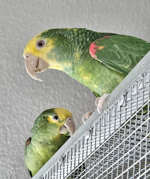 Junges Pärchen Doppelgelbkopf-amazonen abzugeben