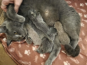 5 süße Bärchen ( Britisch Kurzhaar reinrassig), suchen ein liebevolles zu Hause 