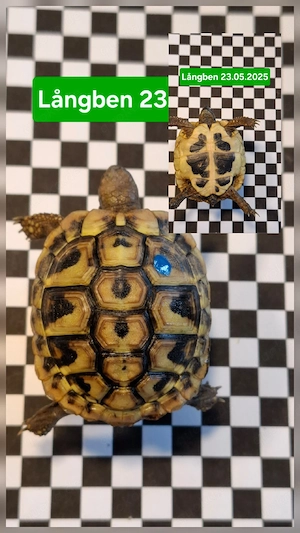 Griechische Landschildkröten THB