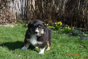 Aussie Hündin der Extraklasse,reine Showlinie,  aus seriöser Zucht!! Bild 3