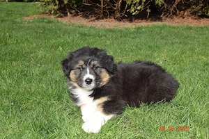 Aussie Hündin der Extraklasse,reine Showlinie,  aus seriöser Zucht!!