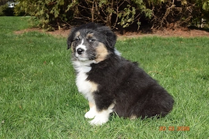Aussie Hündin der Extraklasse,reine Showlinie,  aus seriöser Zucht!! Bild 2
