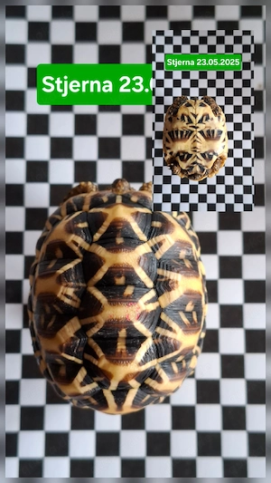 Geochelone Elegans- Sternschildkröte 