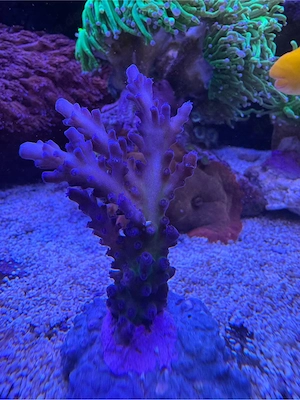 Meerwasser Ableger Acropora