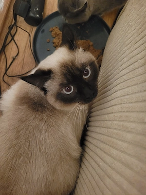 siam DECKKATER mit Erfahrung