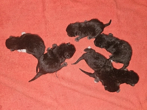 Wunderschöne Kitten (schwarz rauch)   liebevoll aufgezogen   abzugeben    