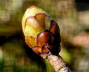 Heutiges - t a g e s - a n g e b o t