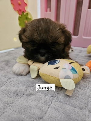 Shih Tzu Welpe Zu Verkaufen