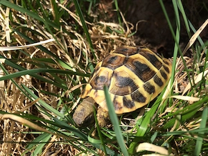 Griechische Landschildkröten NZ 2025