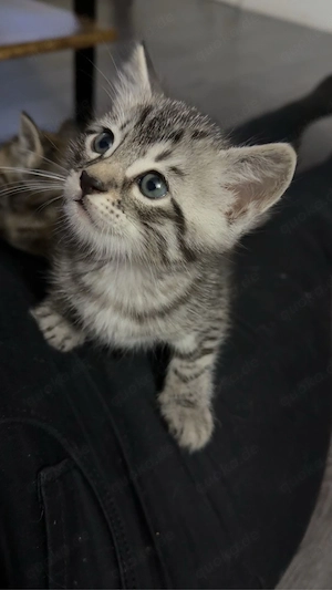 Bengalkitten männlich liebevoll zahm Bild 7