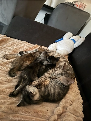 Bengalkitten männlich liebevoll zahm Bild 8