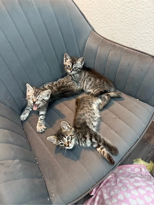 Bengalkitten männlich liebevoll zahm Bild 2