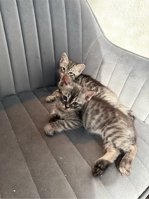 Bengalkitten männlich liebevoll zahm Bild 9