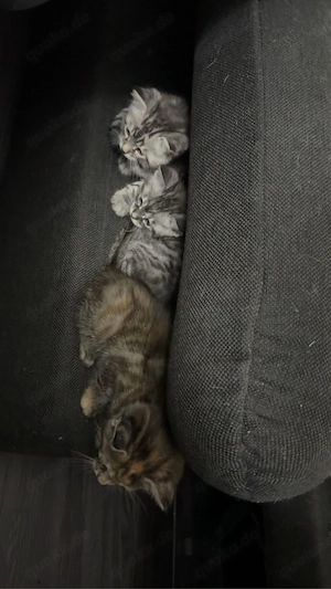 Bengalkitten männlich liebevoll zahm Bild 10