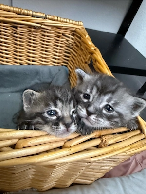 Bengalkitten männlich liebevoll zahm Bild 5