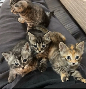 Bengalkitten  liebevoll zahm