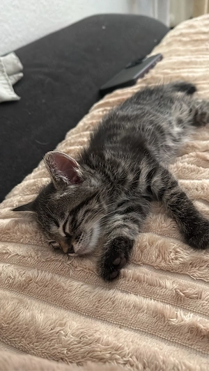 Bengalkitten männlich liebevoll zahm Bild 6