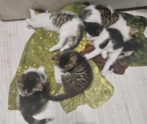 Süße EKH Kätzchen Kitten