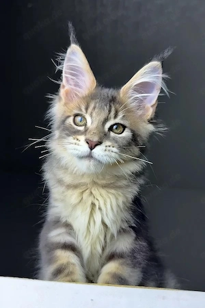 Edle Golden Maine Coon Kitten (3 Monate)   1 Kater & 2 Damen