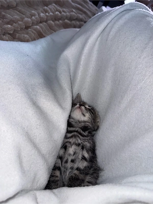 Bengalkitten männlich liebevoll und sehr zahm Bild 5
