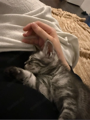 Bengalkitten männlich liebevoll und sehr zahm Bild 10