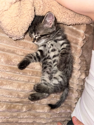 Bengalkitten männlich liebevoll und sehr zahm Bild 4