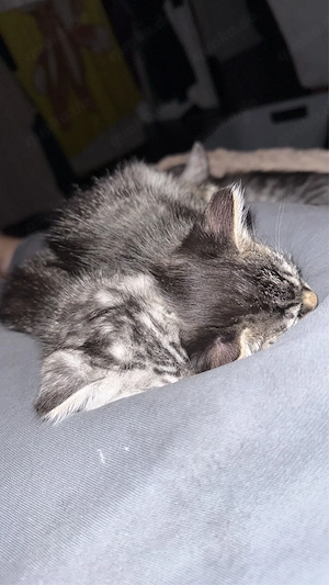 Bengalkitten männlich liebevoll und sehr zahm Bild 6