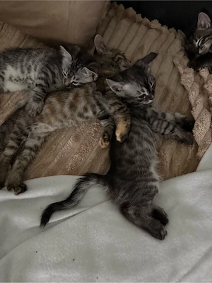 Bengalkitten männlich liebevoll und sehr zahm Bild 2