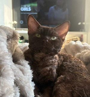 Hübscher Devon Rex Kater zum decken, kein Verkauf 