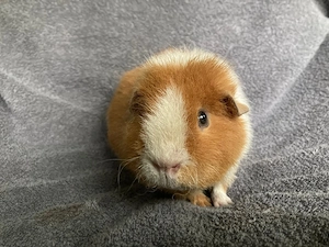 Meerschweinchen gesucht... ?