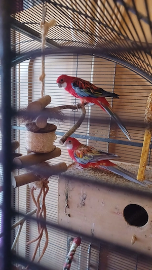 Pennantsittich Pärchen (3,5 Jahre) mit Voliere (Darwin) suchen ein neues Zuhause