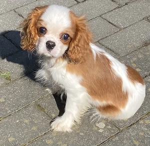 Cavalier King Charles Spaniel Welpen Papieren 