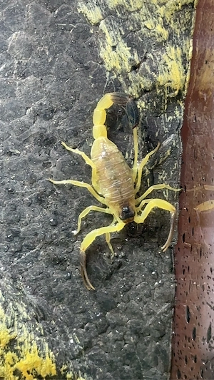 Buthus (Mittelmeerskorpion)