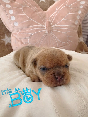 Französische Bulldogge m+w