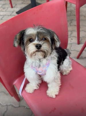 Kleiner Herzensbrecher Squiddy sucht sein Glück!