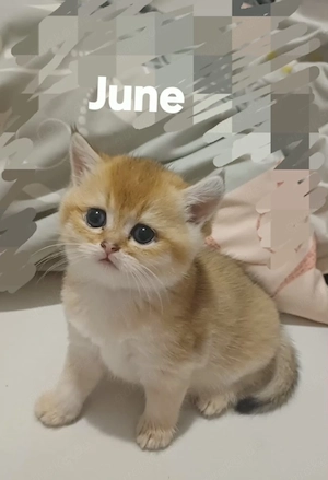 Wunderschön ein Katerchen sucht ein liebevolles Zuhause 