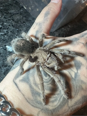 Grammostola Pulchripes 
