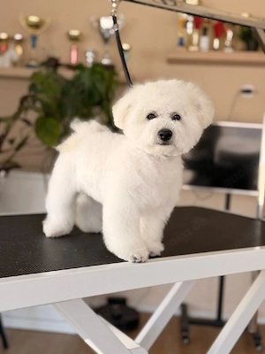 Bichon Frisé